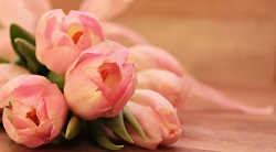 Tulipany łososiowe