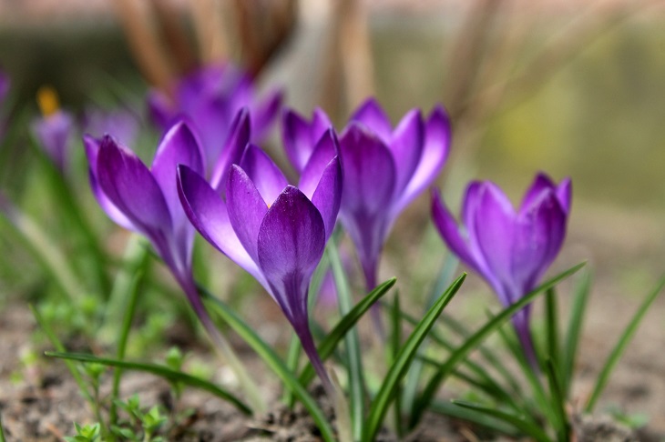 Krokusy
