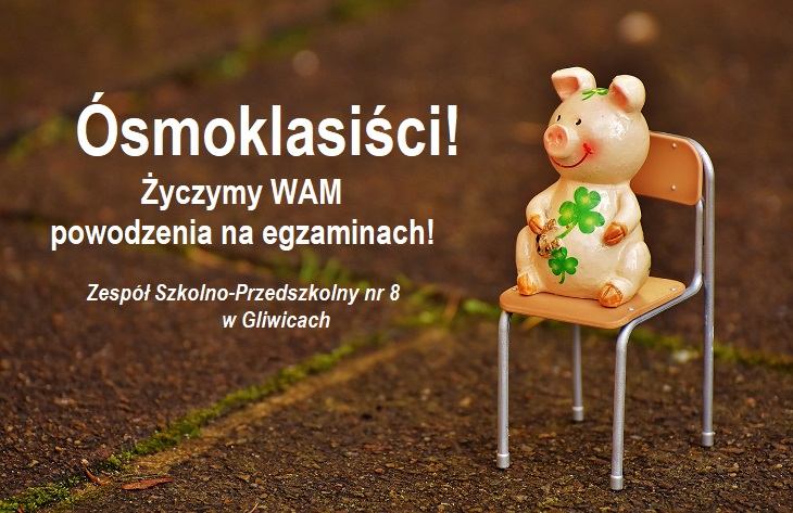 świnka na krześle