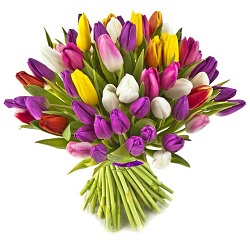 tulipany