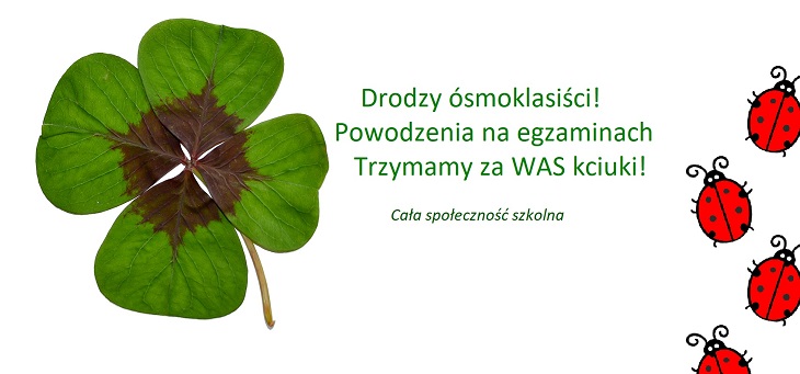 koniczyna