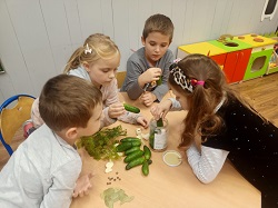 Dzieci siedzą przy stoliku, na którym mają przygotowane ogórki do kiszenia