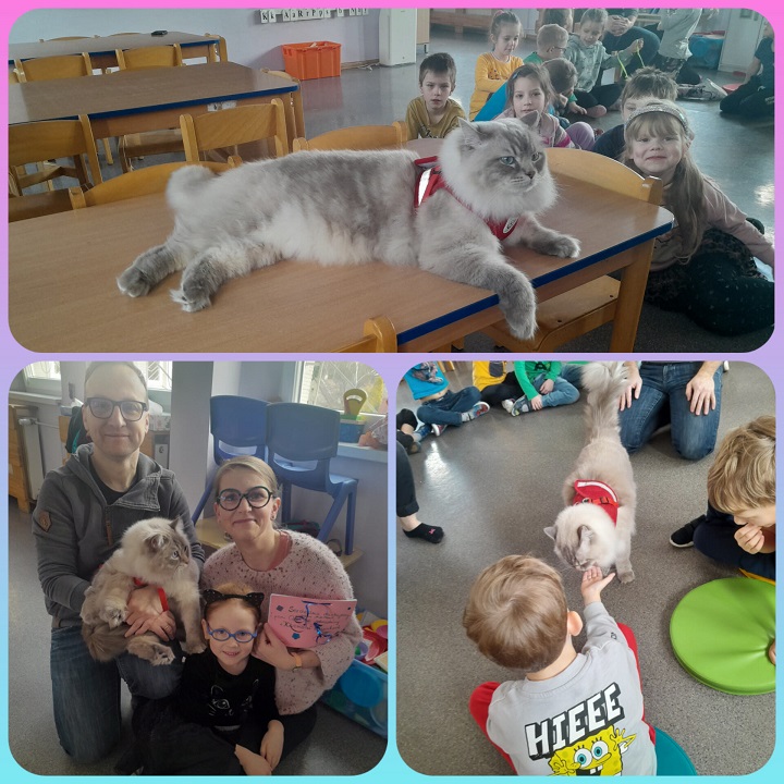 kolaż 3 zdjęć: na górnym zdjęciu duży kot rasy ragdoll leży na stole w tle siedzą dzieci, na zdjęciu w dolnym lewym rogu właściciele kota pozują  z swoją córką i kotem, na zdjęciu w dolnym prawym rogu chłopiec karmi kota kocimi przysmakami