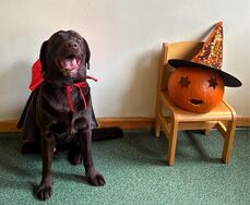 pies ubrany w pelerynkę a obok leżąca dynia w kapeluszu czarownicy