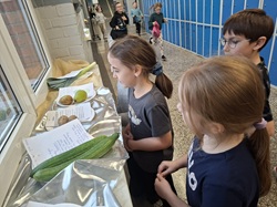 Na zdjęciu widać grupę dzieci stojących przy szkolnej wystawie warzyw i owoców. Troje uczniów znajduje się na pierwszym planie — oglądają produkty ułożone na stołach przy oknie, razem z kartkami zawierającymi opisy lub ciekawostki. Na stoliku leżą m.in. ogórek, ziemniaki i gruszka.